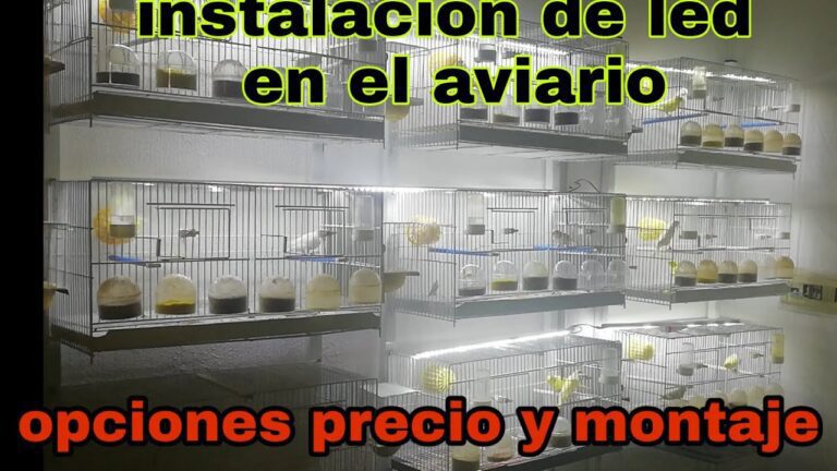 Revitaliza tu aviario: Instala luces LED para un ambiente perfecto