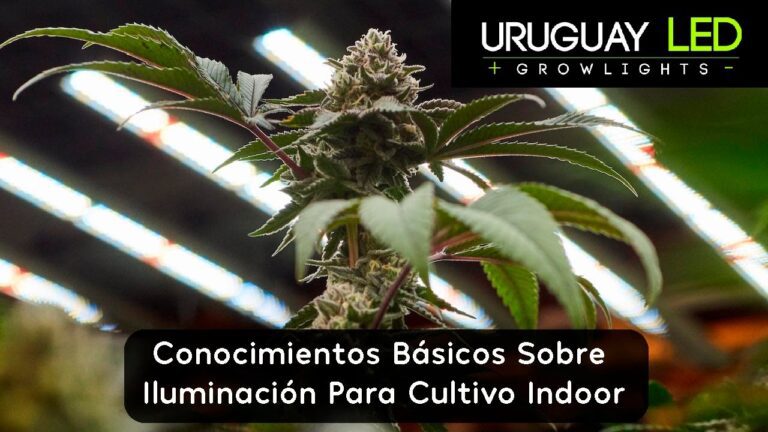 Descubre cu&aacute;ntos LED por m2 necesitas en tus instalaciones indoor